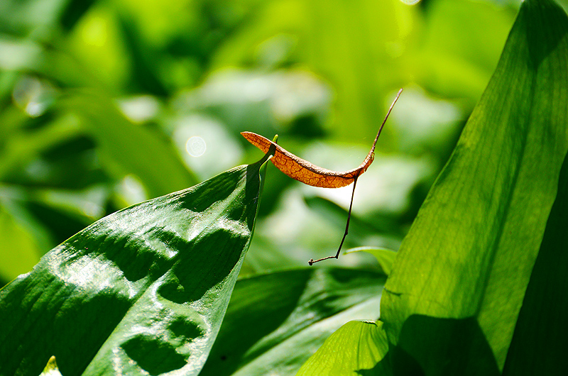 zur Übersicht Blatt um Blatt 6