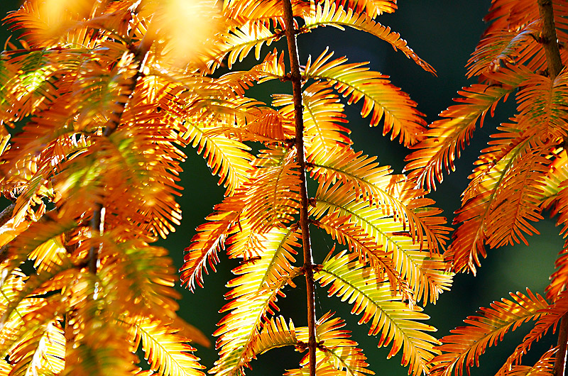 zur Übersicht Blatt um Blatt 6