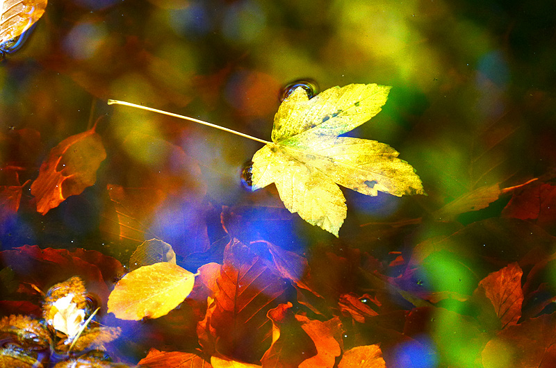 zur Übersicht Blatt um Blatt 6