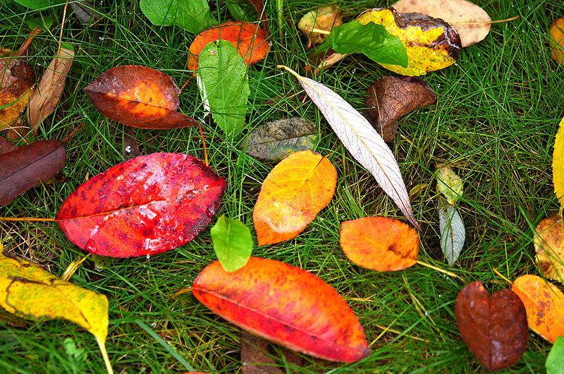 zur Übersicht Blatt um Blatt 6