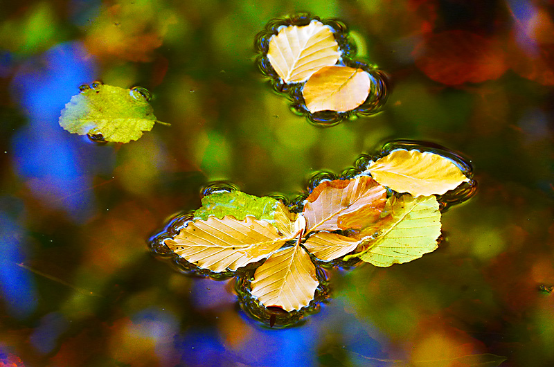 zur Übersicht Blatt um Blatt 6