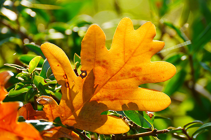 zur Übersicht Blatt um Blatt 6
