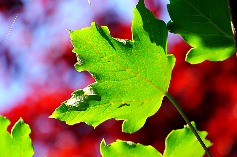 zur Übersicht Blatt um Blatt 6