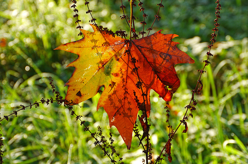 zur Übersicht Blatt um Blatt 7