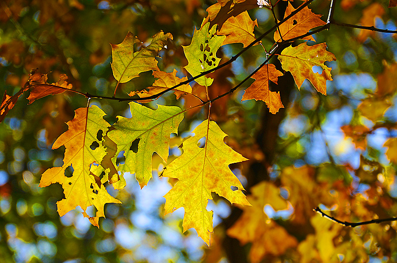 zur Übersicht Blatt um Blatt 7