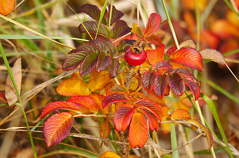 zur Übersicht Blatt um Blatt 7