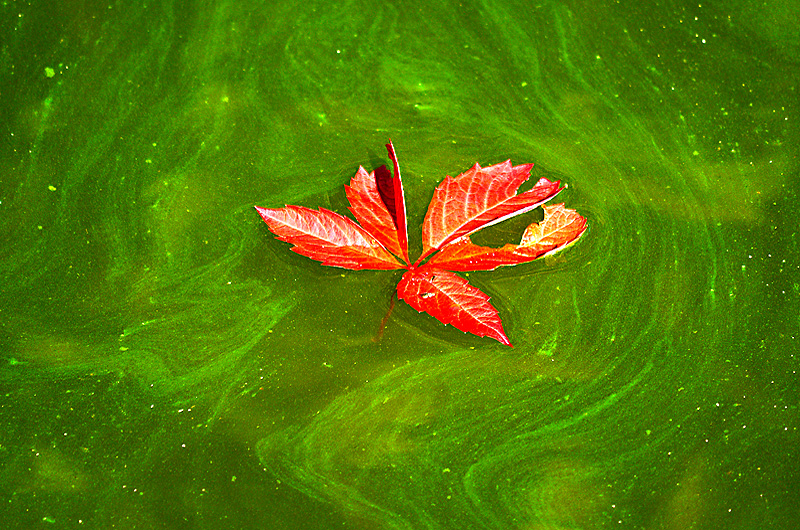 zur Übersicht Blatt um Blatt 7