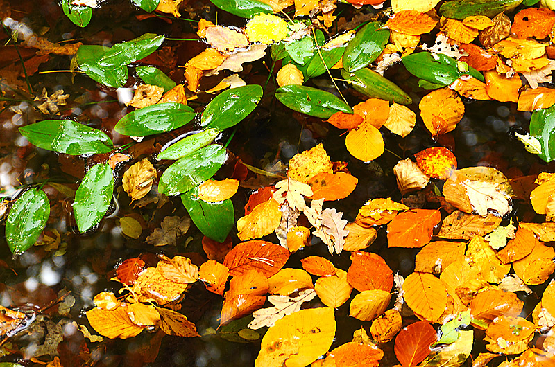 zur Übersicht Blatt um Blatt 7