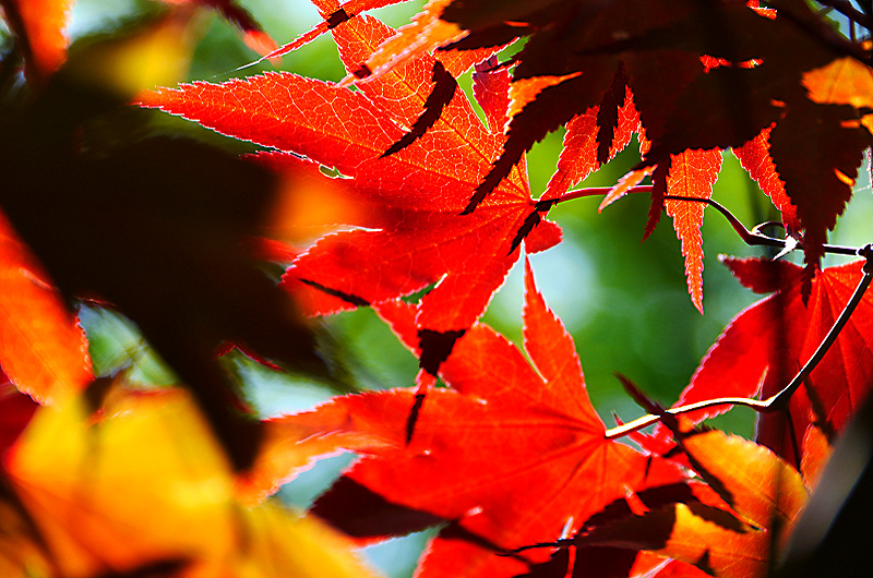 zur Übersicht Blatt um Blatt 7