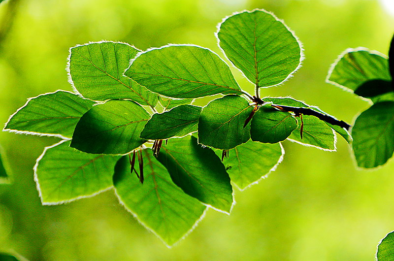 zur Übersicht Blatt um Blatt 7