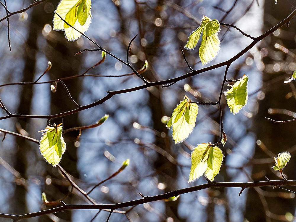 zur Übersicht Blatt um Blatt 8