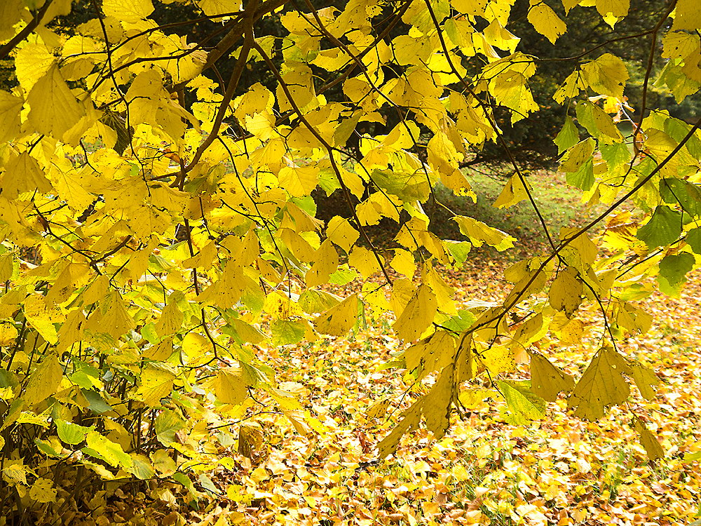 zur Übersicht Blatt um Blatt 8