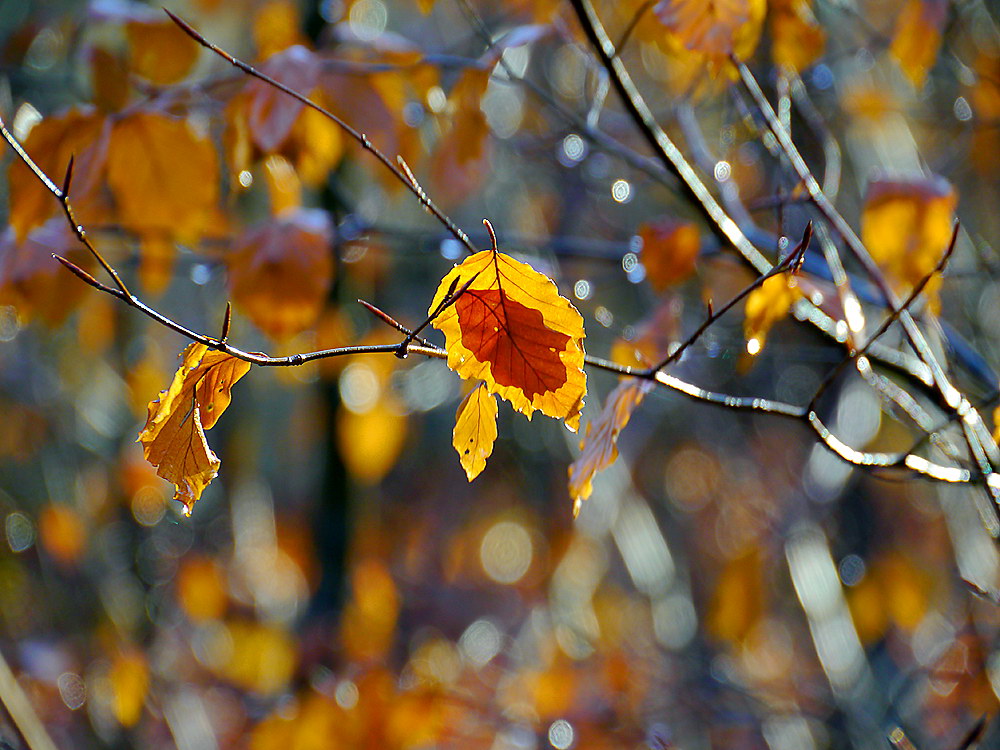 zur Übersicht Blatt um Blatt 8