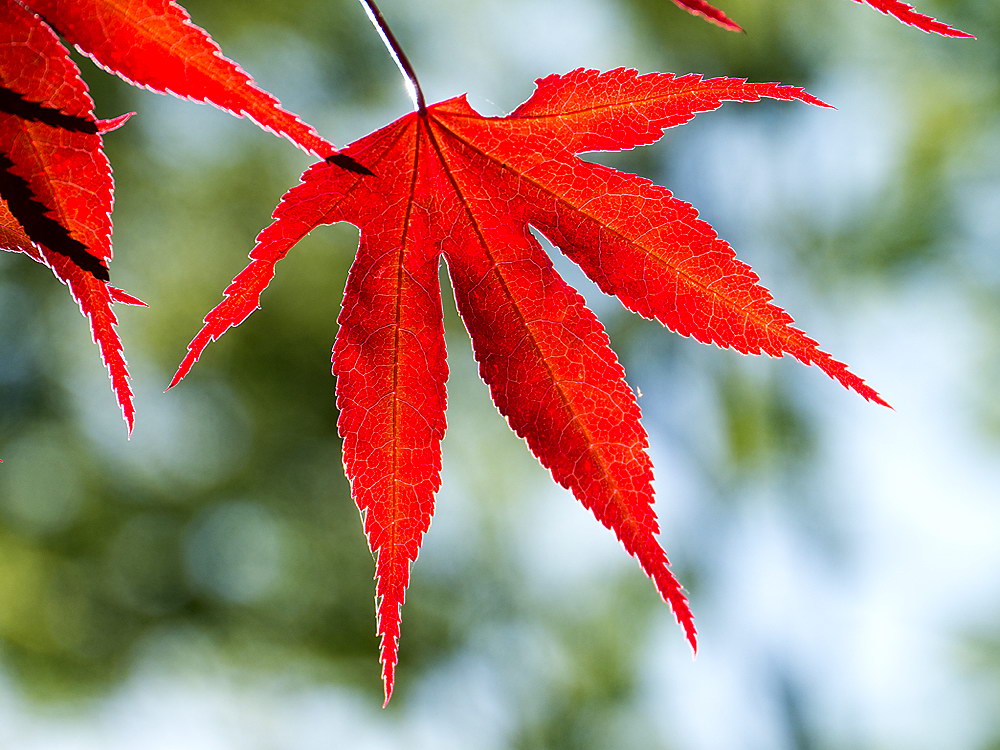 zur Übersicht Blatt um Blatt 8