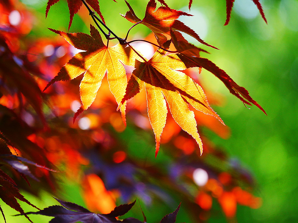 zur Übersicht Blatt um Blatt 8