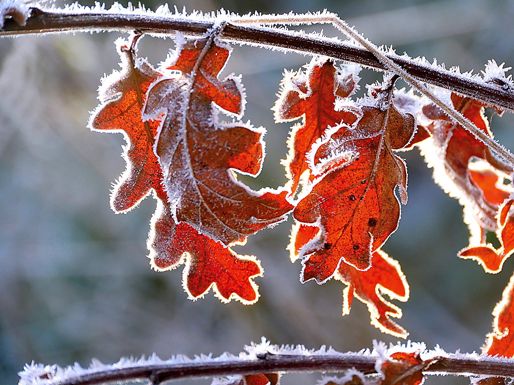 zur Übersicht Blatt um Blatt 8
