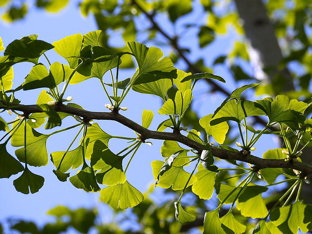 zur Übersicht Blatt um Blatt 8