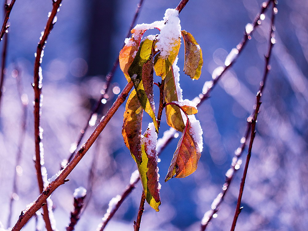 zur Übersicht Blatt um Blatt 8