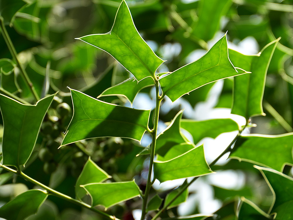 zur Übersicht Blatt um Blatt 9