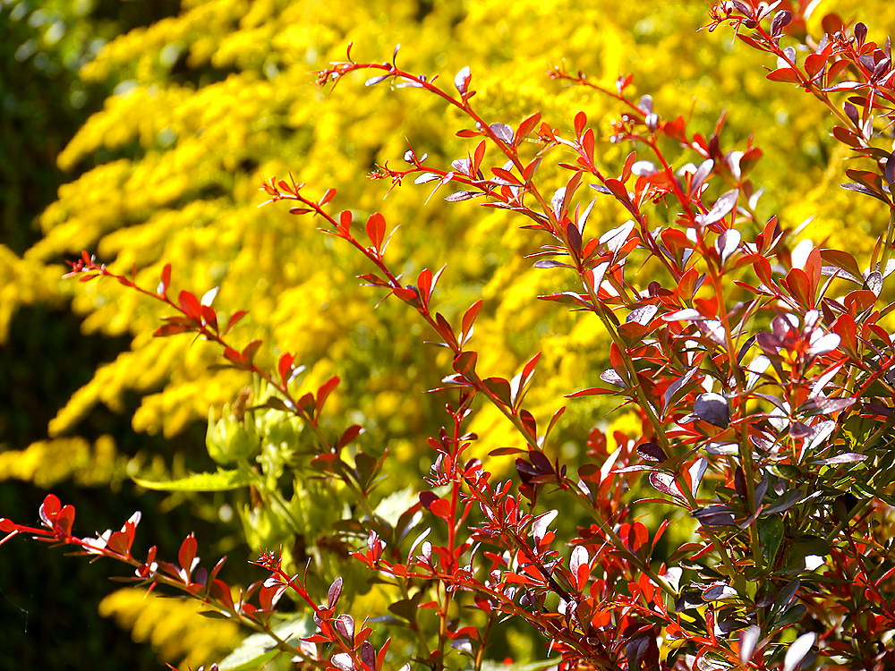 zur Übersicht Blatt um Blatt 9