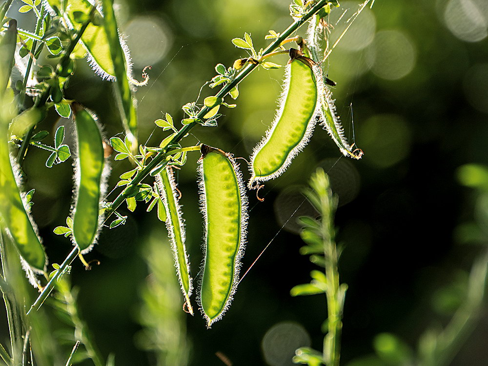 zur Übersicht Blatt um Blatt 9