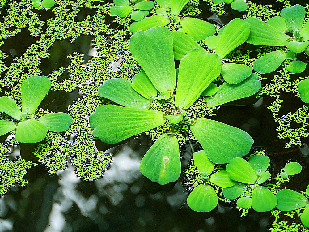 zur Übersicht Blatt um Blatt 9