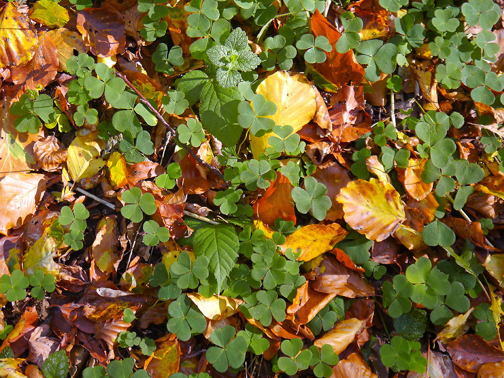 zur Übersicht Blatt um Blatt 9