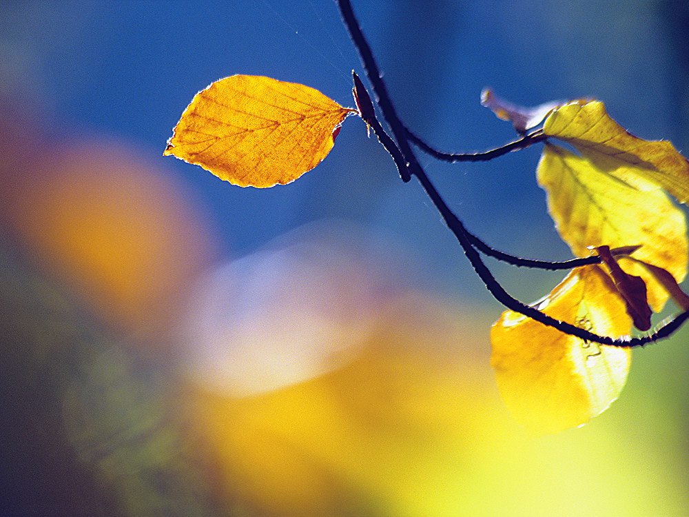 zur Übersicht Blatt um Blatt 9
