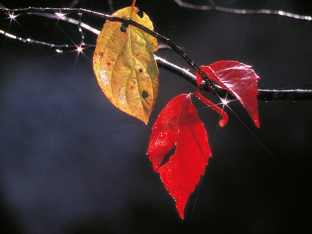 zur Übersicht Blatt um Blatt 10