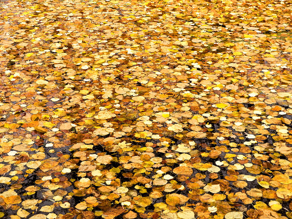 zur Übersicht Blatt um Blatt 10
