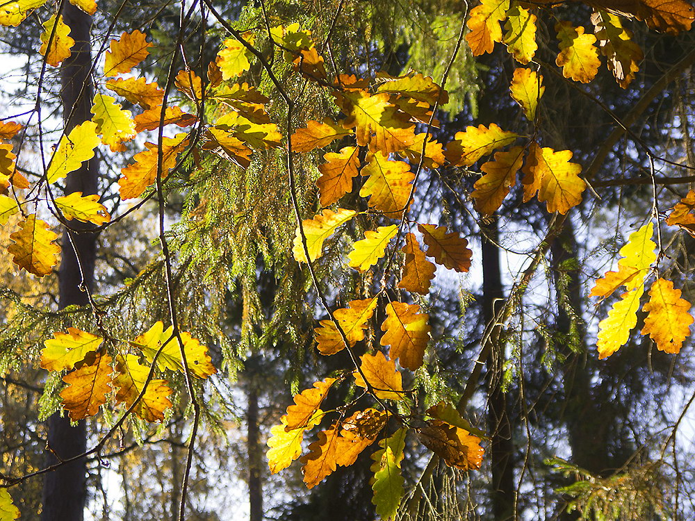 zur Übersicht Blatt um Blatt 10