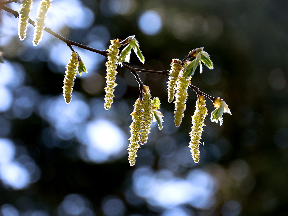 zur Übersicht Blatt um Blatt 10