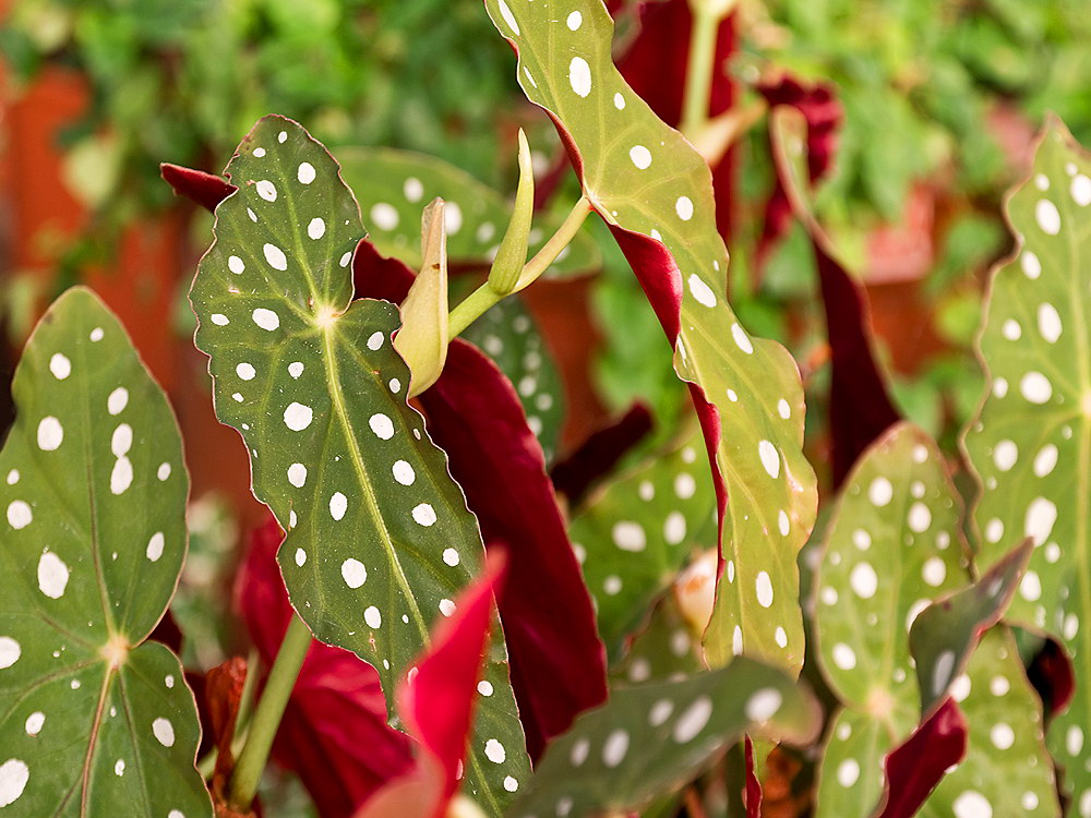 zur Übersicht Blatt um Blatt 10