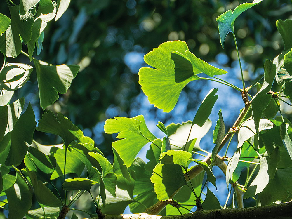 zur Übersicht Blatt um Blatt 10