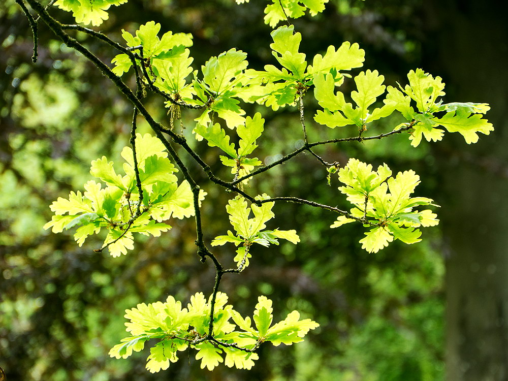 zur Übersicht Blatt um Blatt 11