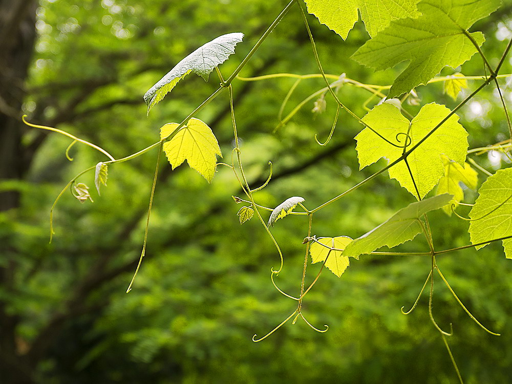 zur Übersicht Blatt um Blatt 11