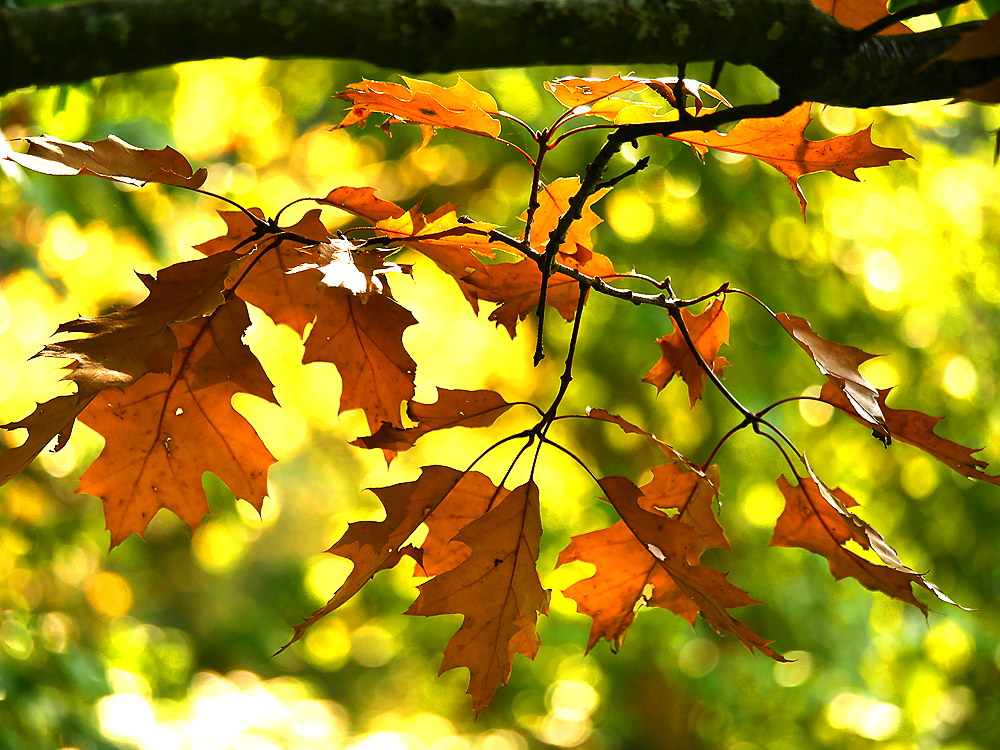 zur Übersicht Blatt um Blatt 11