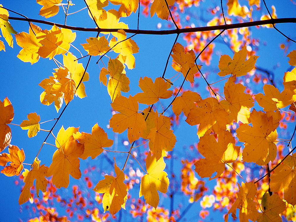 zur Übersicht Blatt um Blatt 11