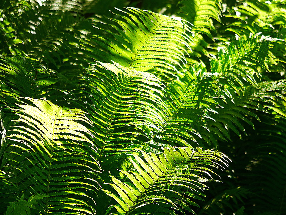 zur Übersicht Blatt um Blatt 11