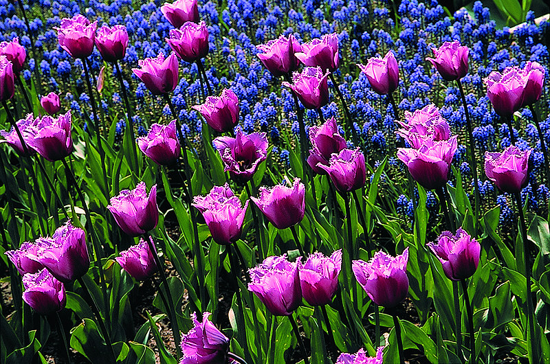 zur Übersicht Blumenteppiche