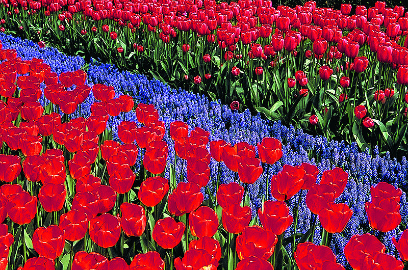 zur Übersicht Blumenteppiche