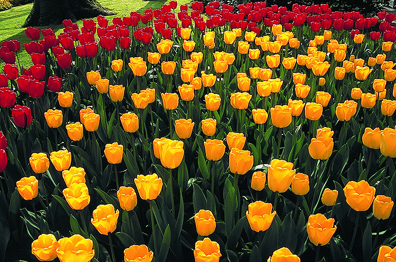 zur Übersicht Blumenteppiche