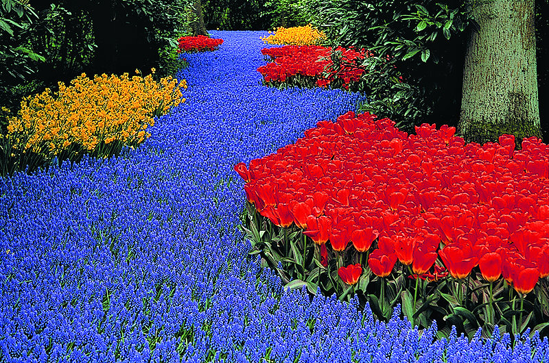 zur Übersicht Blumenteppiche