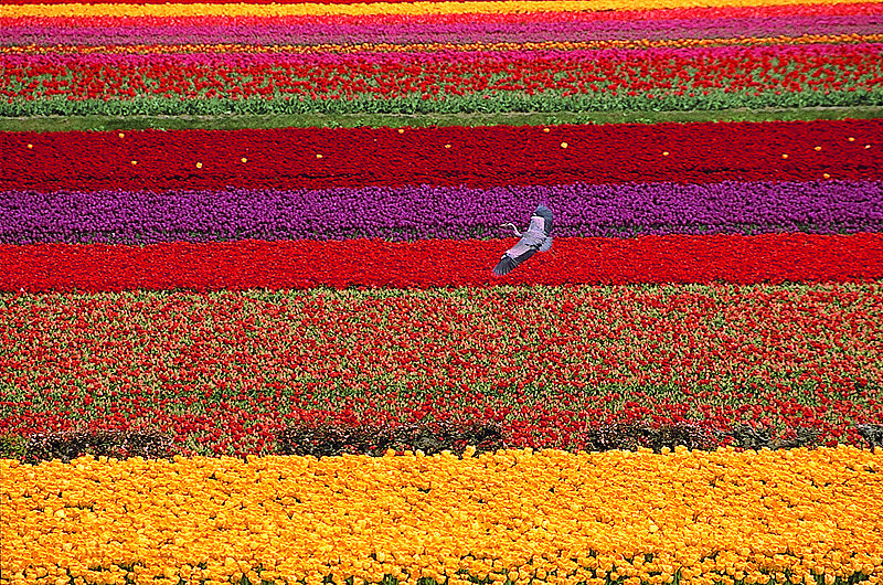 zur Übersicht Blumenteppiche