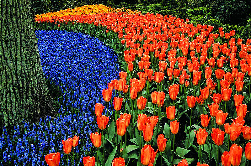 zur Übersicht Blumenteppiche