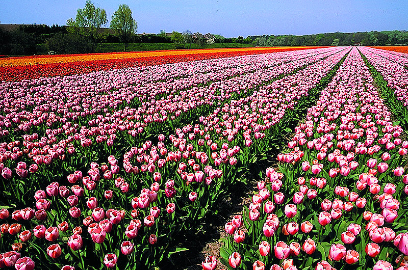 zur Übersicht Blumenteppiche