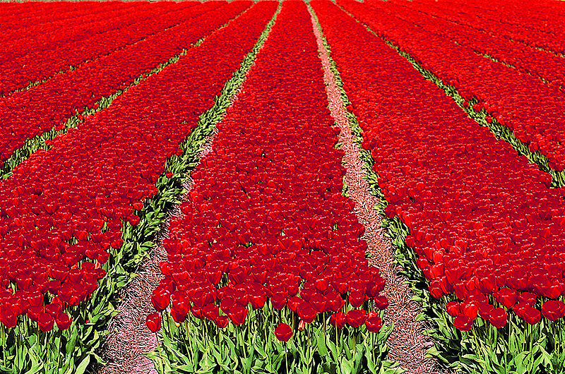 zur Übersicht Blumenteppiche
