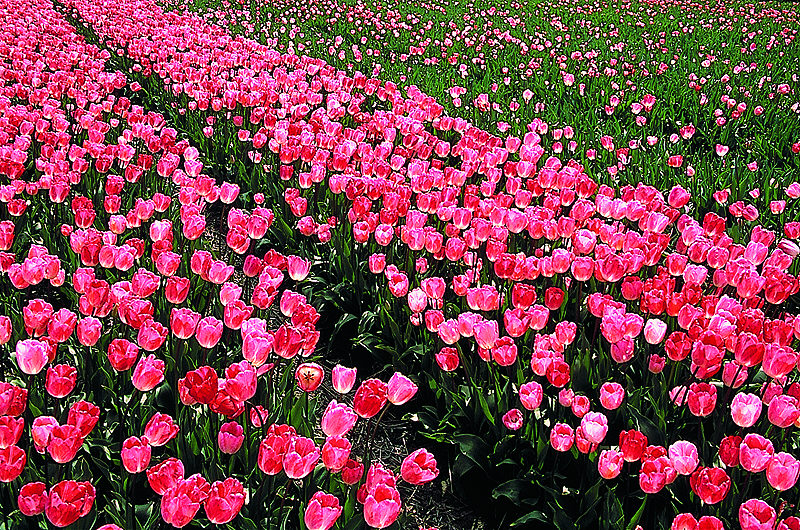 zur Übersicht Blumenteppiche