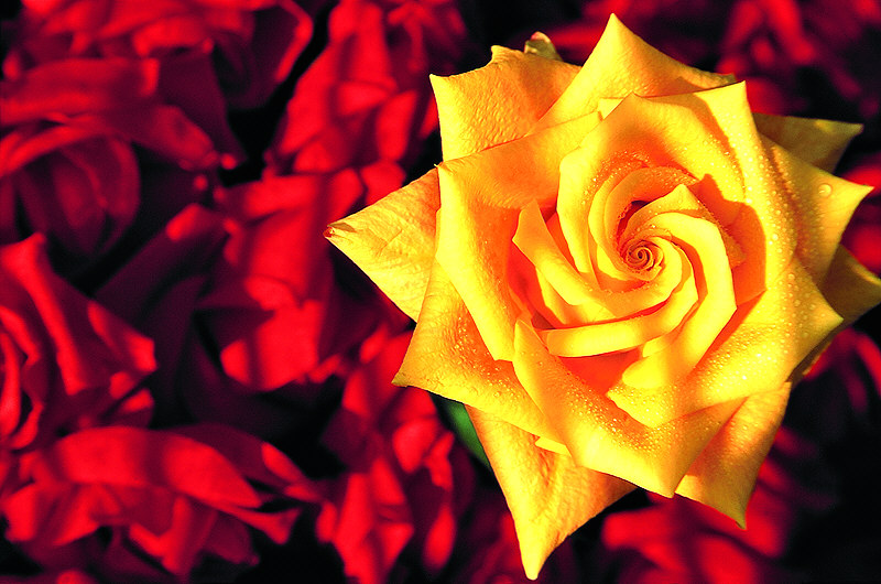zur Übersicht Rosen