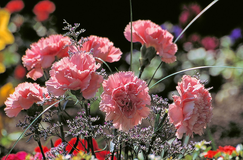 zur &Uuml;bersicht Blumenstr&auml;usse 4